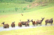 Palani Hills National Park, Tamil Nadu
