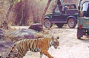 Pench National Park, Madhya Pradesh