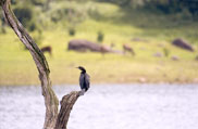 Periyar National Park