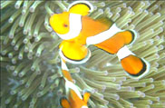 Rani Jhansi Marine National Park, Andaman and Nicobar
