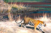 Ranthambore National Park, Rajasthan