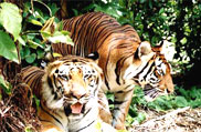 Sariska National Park, Rajasthan