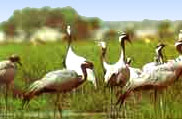 Satpura National Park, Madhya Pradesh