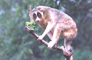 Sri Venkateswara National Park, Andhra Pradesh