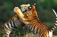 Sri Venkateswara National Park, Andhra Pradesh