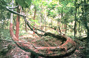 Valmiki National Park, Bihar