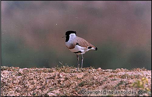 Bharatpur National Park Picture Gallery