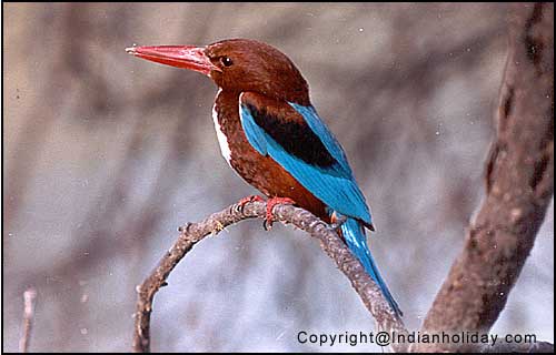 Bharatpur National Park Picture Gallery