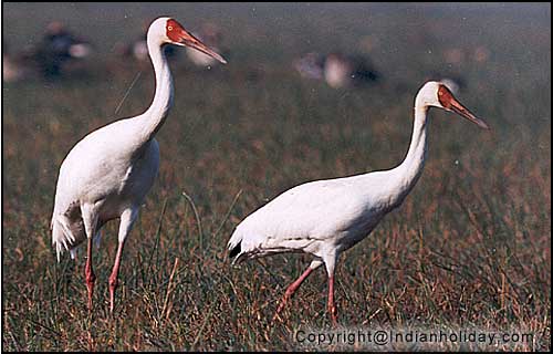 Bharatpur National Park Picture Gallery