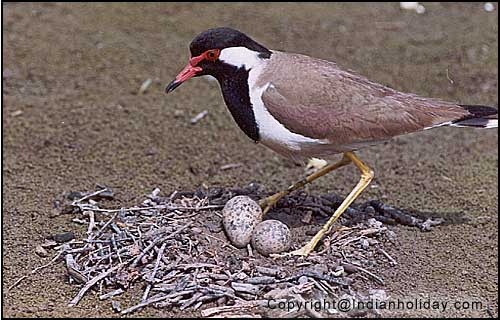 Bharatpur National Park Picture Gallery