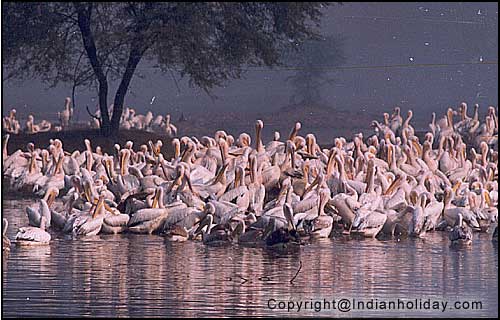 Bharatpur National Park Picture Gallery
