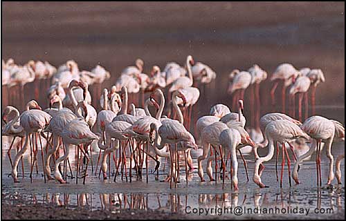Bharatpur National Park Picture Gallery