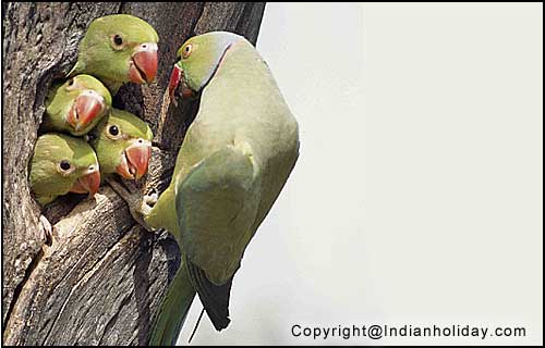 Bharatpur National Park Picture Gallery