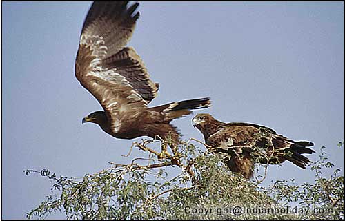 Bharatpur National Park Picture Gallery