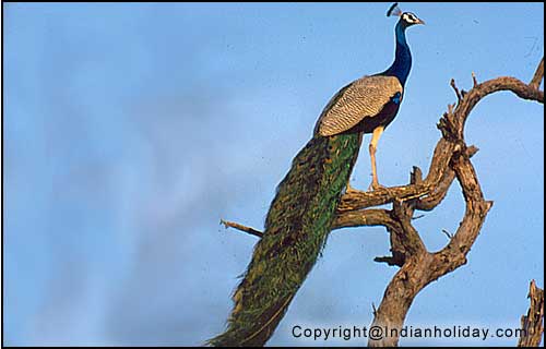 Bharatpur National Park Picture Gallery