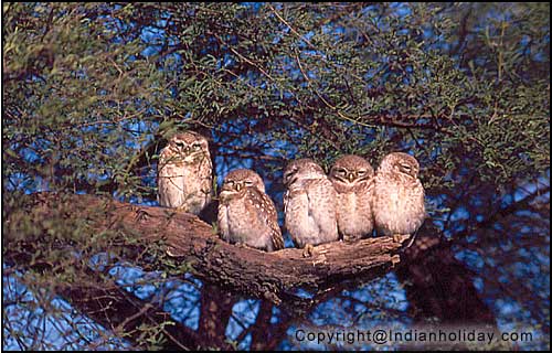 Bharatpur National Park Picture Gallery
