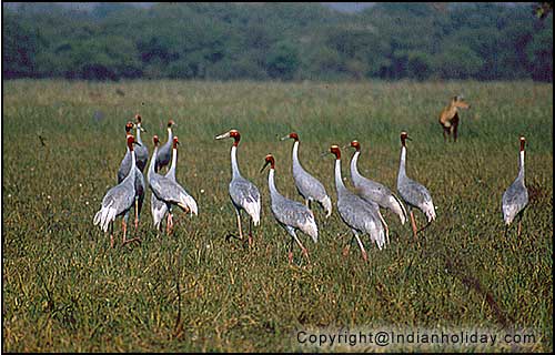Bharatpur National Park Picture Gallery