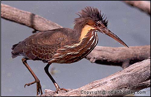 Bharatpur National Park Picture Gallery