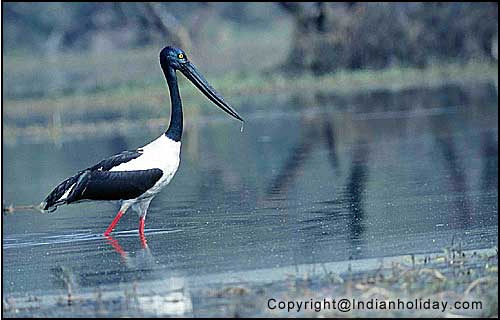 Bharatpur National Park Picture Gallery