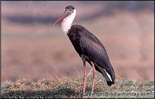 Bharatpur National Park Picture Gallery