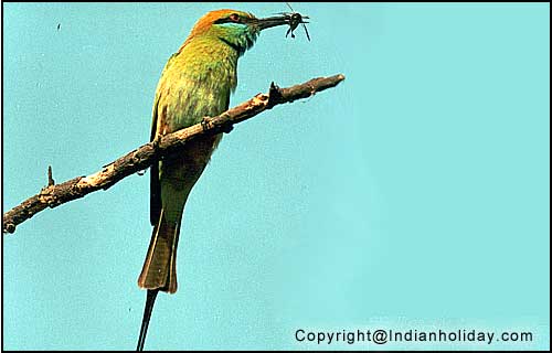 Bharatpur National Park Picture Gallery