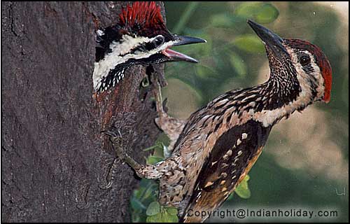 Bharatpur National Park Picture Gallery