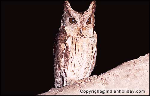 Bharatpur National Park Picture Gallery