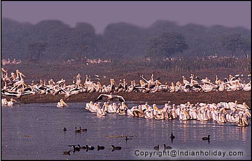 Bharatpur National Park Picture Gallery