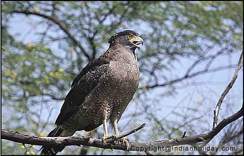 Bharatpur National Park Picture Gallery