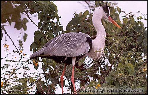 Bharatpur National Park Picture Gallery
