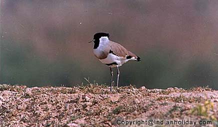 Bharatpur National Park Picture Gallery