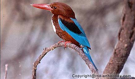 Bharatpur National Park Picture Gallery