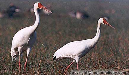 Bharatpur National Park Picture Gallery