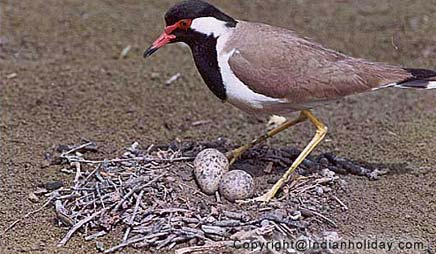 Bharatpur National Park Picture Gallery