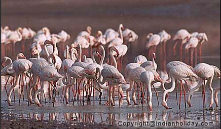 Bharatpur National Park Picture Gallery