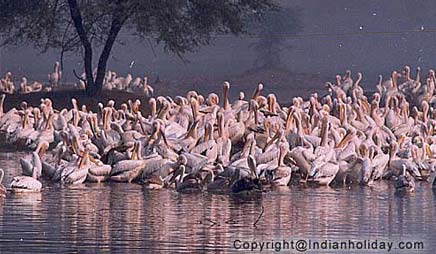 Bharatpur National Park Picture Gallery