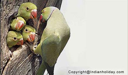 Bharatpur National Park Picture Gallery