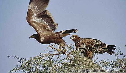 Bharatpur National Park Picture Gallery