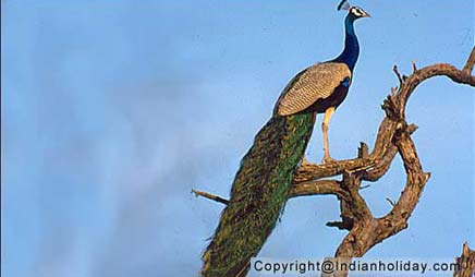 Bharatpur National Park Picture Gallery