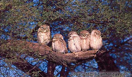 Bharatpur National Park Picture Gallery