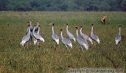 Bharatpur National Park Picture Gallery