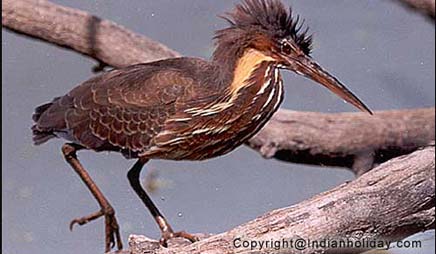 Bharatpur National Park Picture Gallery