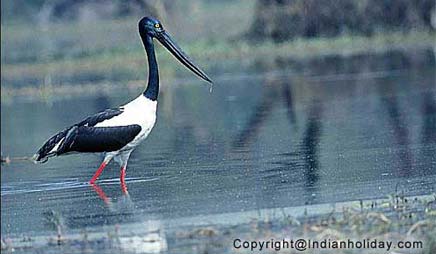 Bharatpur National Park Picture Gallery