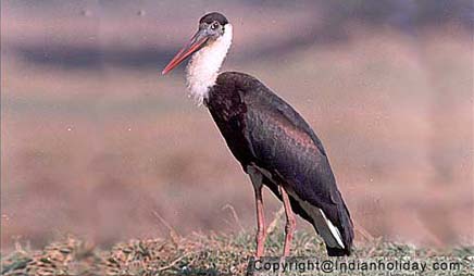 Bharatpur National Park Picture Gallery