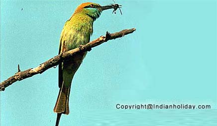 Bharatpur National Park Picture Gallery