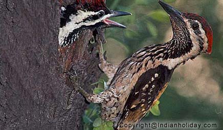 Bharatpur National Park Picture Gallery