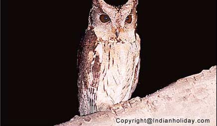 Bharatpur National Park Picture Gallery