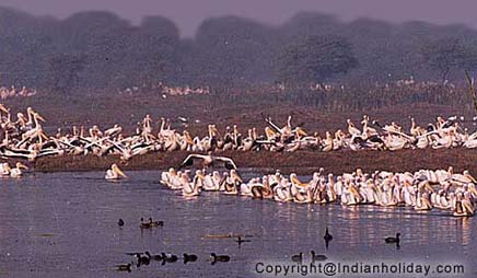 Bharatpur National Park Picture Gallery