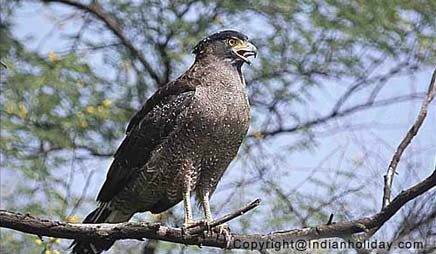 Bharatpur National Park Picture Gallery