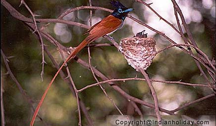 Bharatpur National Park Picture Gallery